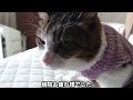 【681日目】今日も腎臓病と闘うミュウちゃん 猫 ねこ cat cute 猫の腎臓病 慢性腎臓病猫 猫のいる暮らし 保護猫 病院 日向ぼっこ ご飯 お洋服 通院