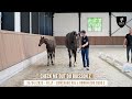 Nr 28 - CHECK ME OUT DU BUISSON Z - Breeding or sport: you choose!