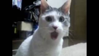 OMG Trololo Cat