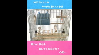 新しいケージ、全く違うレイアウトで戸惑うコザクラインコ