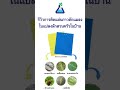 ep6 รีวิวการติดแผ่นกาวดักแมลงในแปลงผักสวนครัวในบ้าน tab innovation