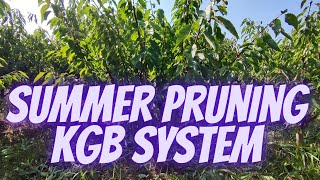 How to prune cherry tree  on summer KGB system Early Lory variety