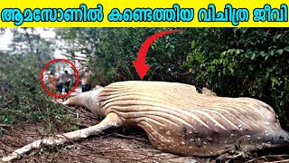 ആമസോണിലെ  ഭീമൻ  ജീവിയെ കണ്ടെത്തിയപ്പോൾ   | AARUM PARAYATHA KADHAKAL