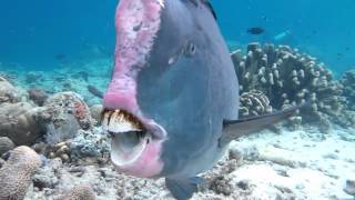 sipadan diving