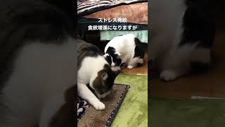 猫にマタタビをあげてみたらこうなった！ #保護猫 #元野良猫 #マタタビ#shorts