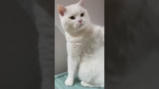 现在心情不好别摸我｜Angry cat｜#shorts #cat #cute #貓