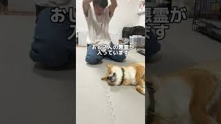 主の遊びに付き合う柴犬　#柴犬 #shorts