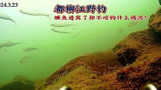 想钓它个三五斤小鱼就好没想到鳜鱼又进窝了这种情况该如何应对？