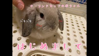 【お迎え初日】生後２ヶ月うさぎの赤ちゃんが我が家へやってきました