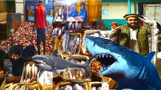 Rawalpindi, Islamabad Wholesale Fish Market | Shark, Rahoo, Gulfam Fish | Daily fish Market Update |