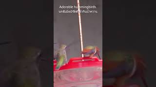 Adorable hummingbirds eat nectar. นกฮัมมิ่งเบิร์ดตัวจิ๋วกินน้ำหวาน #hummingbirds #นกฮัมมิ่งเบิร์ด