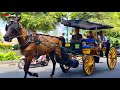 NAIK KUDA - KUDA DELMAN - NAIK DELMAN ISTIMEWA - FINGER  FAMILY SONG - TOPI SAYA BUNDAR