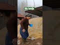 köyde tavukları yemliyoruz villagelife 4k youtube köy keşfet village holidayswithyoutube