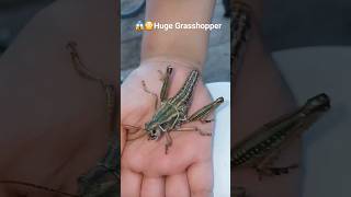 😲🫣Giant Grasshopper👀🦗 (Saltamontes/Chapulin Gigante) #grasshopper #amazing #nature #beautiful