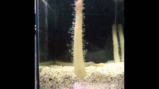 ウミサボテンが縮む様子（Contraction of Sea Fingers）