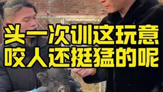 假猪套？整这没用的 潘宏闯进训猪赛道 潘宏爱玩狗 狗狗 动物的迷惑行为