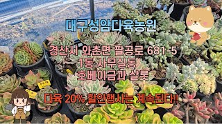 대구성암다육농원  1동 사무실동  -  호베이금과 샬롯