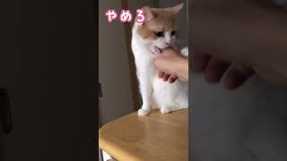 絶対触りたい飼い主と絶対触られたくない猫　#shorts #猫 #cat #ねこのいる生活