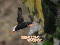 足立区立第14中学校　『海鳥の詩』より　「エトピリカ」