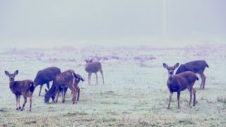 Deer Herd Encounter in the Early Morning Fog | Peaceful Wildlife