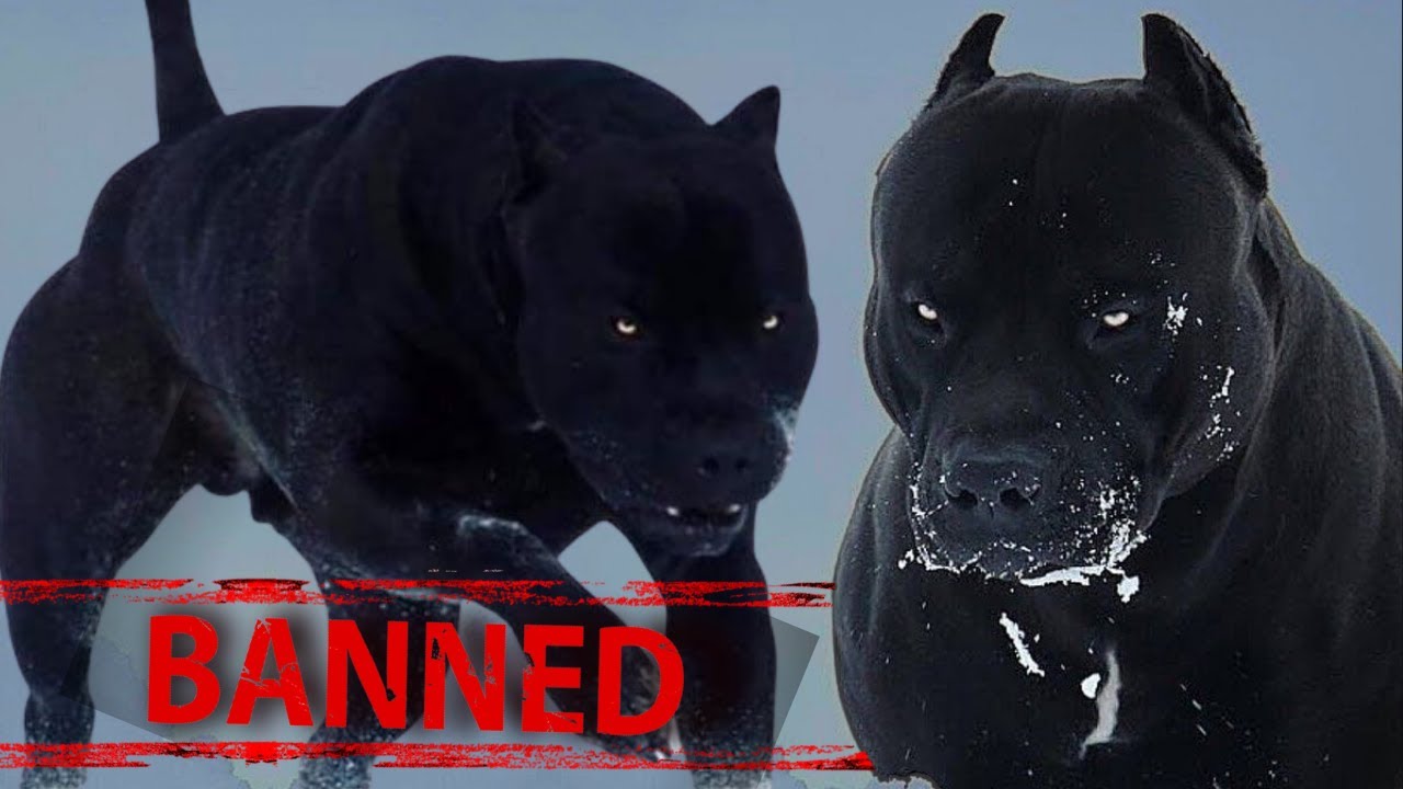 10 Most Controversial Banned Dog Breeds In The World - YouTube