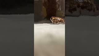 アメフクラガエルの散歩の様子　common rain frog