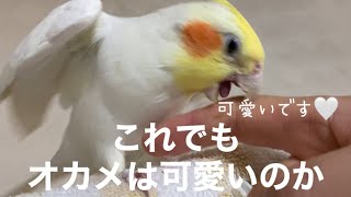 これでもオカメインコは可愛いのか？