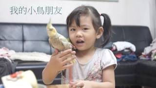 我的小鳥朋友 My bird friend Avis amicus meus 私の鳥の友人 【馨玩具】