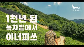 1000년 된 녹차 시배지에서 티타임! /  햇녹차 사러 하동 트립 / 힙한다도생활