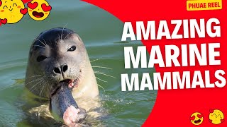 Seals, Sea Lions, and Walrus: Pinnipeds