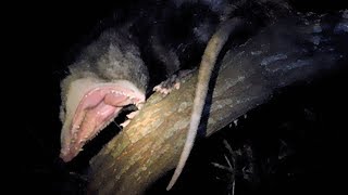 Feeding The Wild Opossum In A Tree | My Backyard