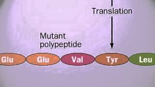 Wild Type Mutation