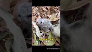 강아지와 산책중 발견한 아기 부엉이를 데려왔더니 생긴 변화