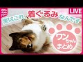 【ワンちゃんまとめ】3年間行方不明の愛犬と再会 / ２匹の犬がぴょんぴょんジャンプ/5匹の犬が男の子を救出？　などニュースライブ（日テレNEWS LIVE）