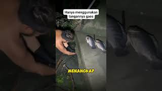 Hanya menggunakan tangan orang ini bisa menangkap ikan besar #ikan #ikannila #menangkapikan