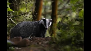 Badger photography | Biggest land carnivore in the Uk | With Ben Harrott