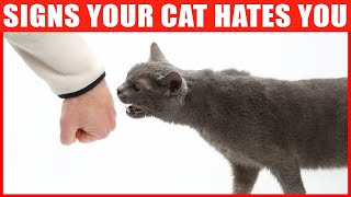 14 Signs Your Cat Hates You