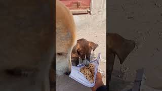 Eating Roti #doglover #familylove #maa #cutepuppy #streetdog #love #nature #viralvideo #shorts