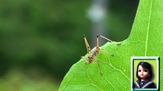 30秒の心象風景19863・何の幼虫かな？～触角の長い虫～