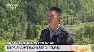 [中国三农报道]重庆黔江：高山梯田实现机械化耕种|农业致富经 Agriculture And Farming