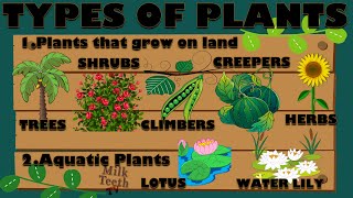 Types of Plants Around us Tree Shrub Herb Climber Creeper Aquatic Plants details & Quiz Grade 2 EVS