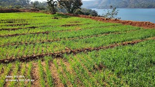 Organic Village At Bhor Pune. Water View Farm House Plot Water Touch Agricultural land at Bhor Pune.