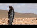 cobra naja algumas curiosidades sobre esse animal