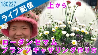 【ライブ配信】ローダンセマム・アルメリアの寄せ植えプランツギャザリング上からアングル