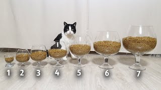 7 Levels of Cat's Survival