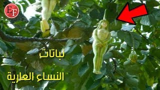 اخطر 10 نباتات مثيرة في العالم ؟ لا يجب الاقتراب منها