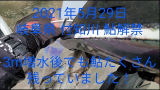 2021年5月29日 付知川 鮎解禁 3m増水後でも、鮎たくさん残っていました！