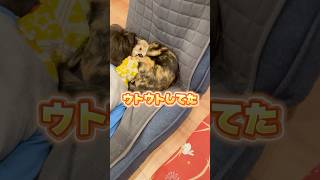 座椅子をみてみたら... #shorts #ペット #癒し #動物 #cat #家族 #犬 #ねこ #かわいい動物