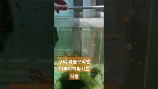 구피바늘꼬리 치료 영상