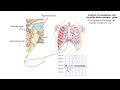 Control of ventilation rate by other brain centers (posts, hypothalamus & cerebral cortex)